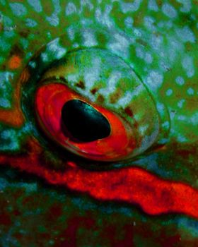 Eye of a sleeping parrot fish.   I was only inches away f... by Missy Lamb-Deroche 